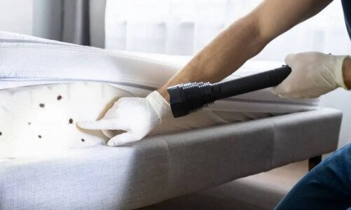 Pluskwy zwalczanie. Jak pozbyć się pluskwy domowej w Warszawie?